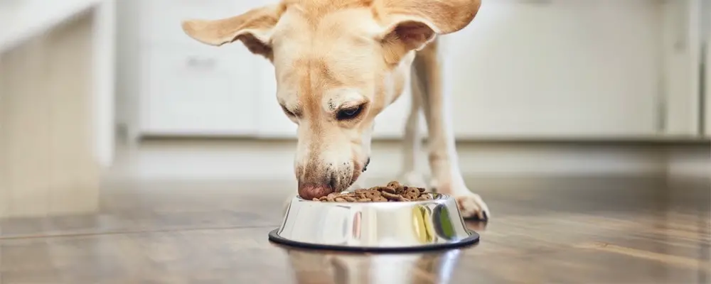 Nutrition animale